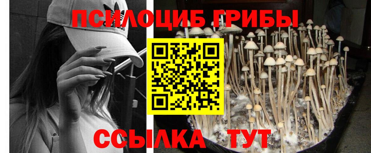 где можно купить наркотик  Дзержинский  Псилоцибиновые грибы ЛСД  Галлюциногенные грибы Psilocybine cubensis 